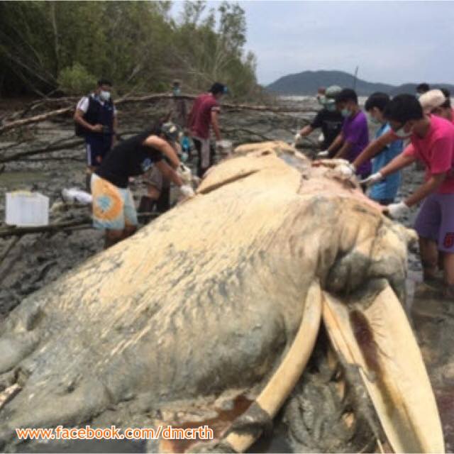 ทช. ชี้แจงผลชันสูตรซากวาฬเกยตื้น ทะเลจันทบุรี