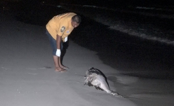 เศร้า! ซากโลมาอิรวดีเกยตื้นชายหาดเกาะสมุย ถูกของมีคมฟันหัว