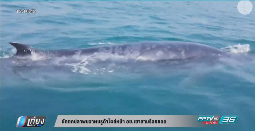 นักตกปลาพบวาฬบรูด้าโผล่หน้า อช.เขาสามร้อยยอด