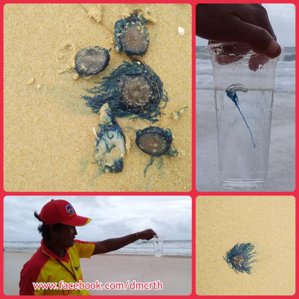 แจ้งเตือนพบแมงกะพรุนหัวขวด หาดในทอนภูเก็ต