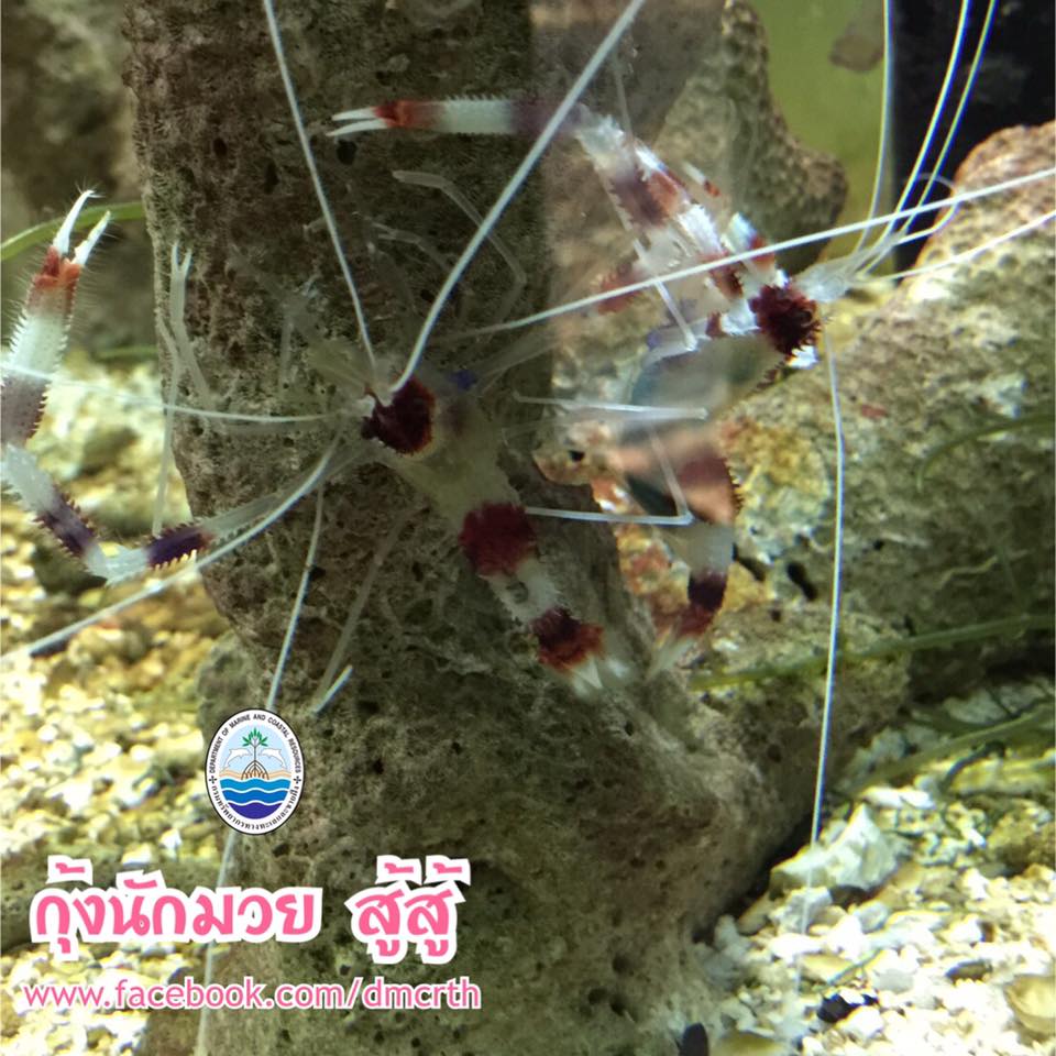 สวัสดี พี่น้องเครือข่ายรักษ์ทะเลไทย