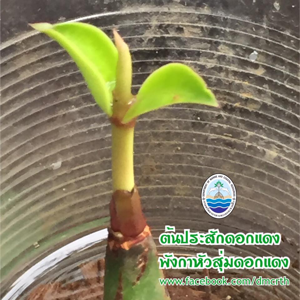 สวัสดี พี่น้องเครือข่ายรักษ์ทะเลไทย