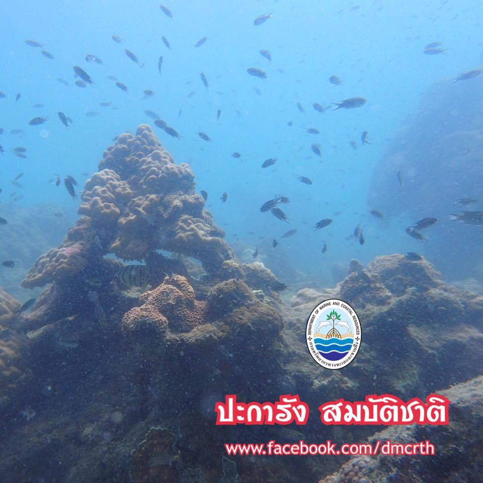 สวัสดี พี่น้องเครือข่ายรักษ์ทะเลไทย