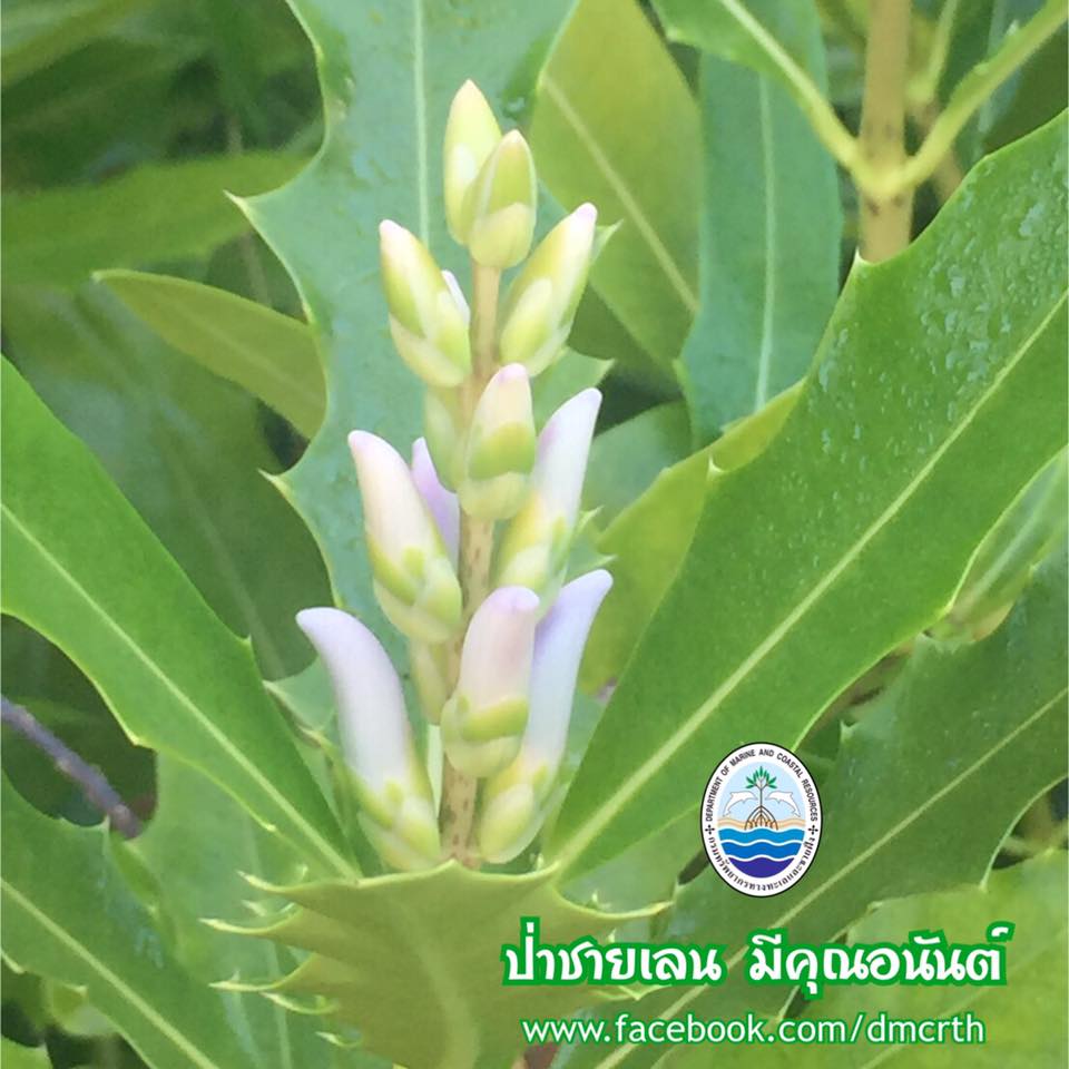 สวัสดี พี่น้องเครือข่ายรักษ์ทะเลไทย