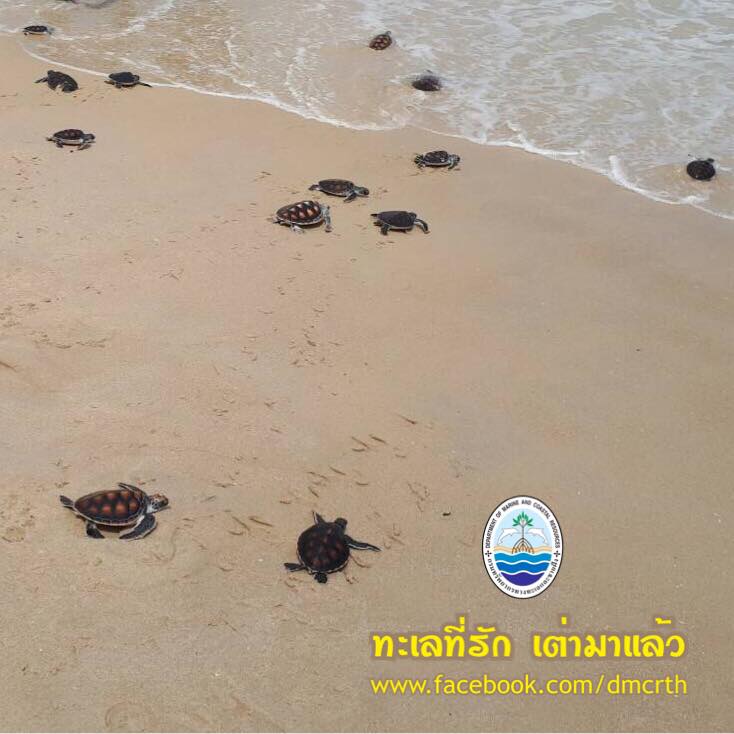 สวัสดี พี่น้องเครือข่ายรักษ์ทะเลไทย