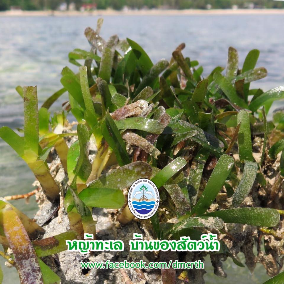 สวัสดี พี่น้องเครือข่ายรักษ์ทะเลไทย