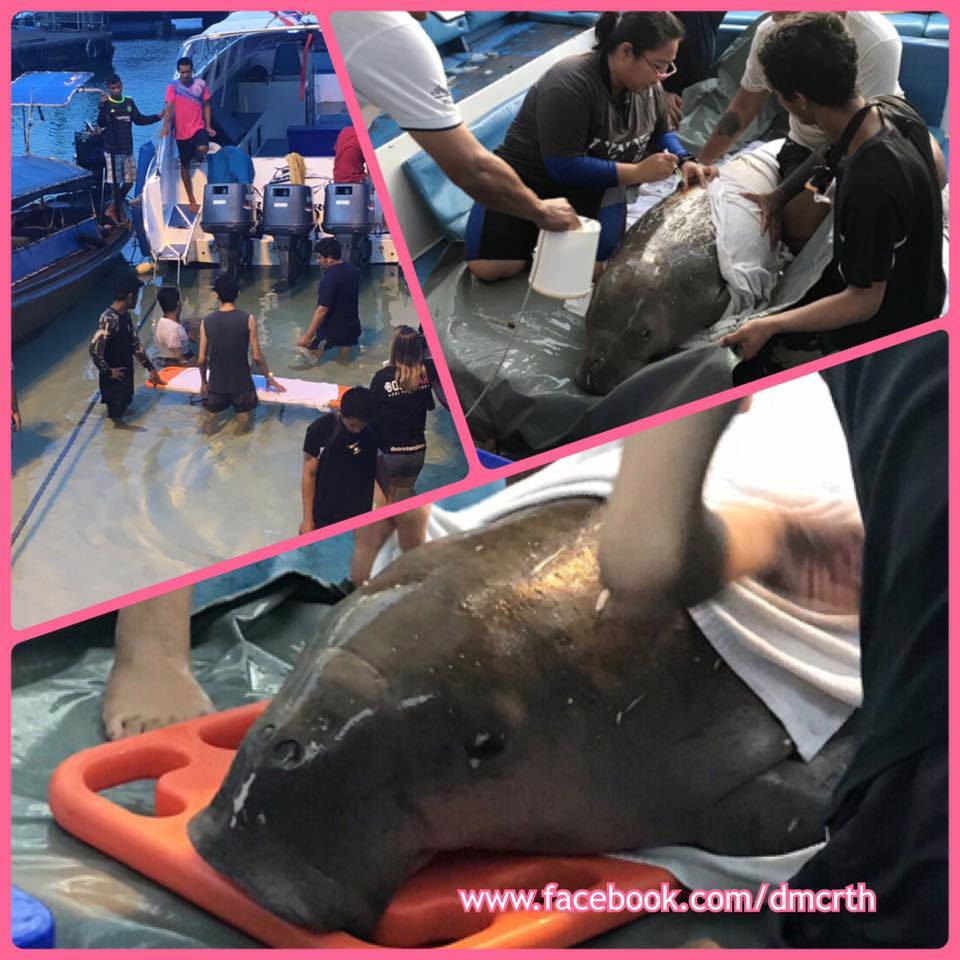 ทช. สุดยื้อชีวิตพะยูนป่วยจากทะเลกระบี่