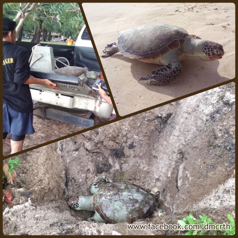 นักท่องเที่ยวหาดในยาง พบซากเต่าเกยตื้น