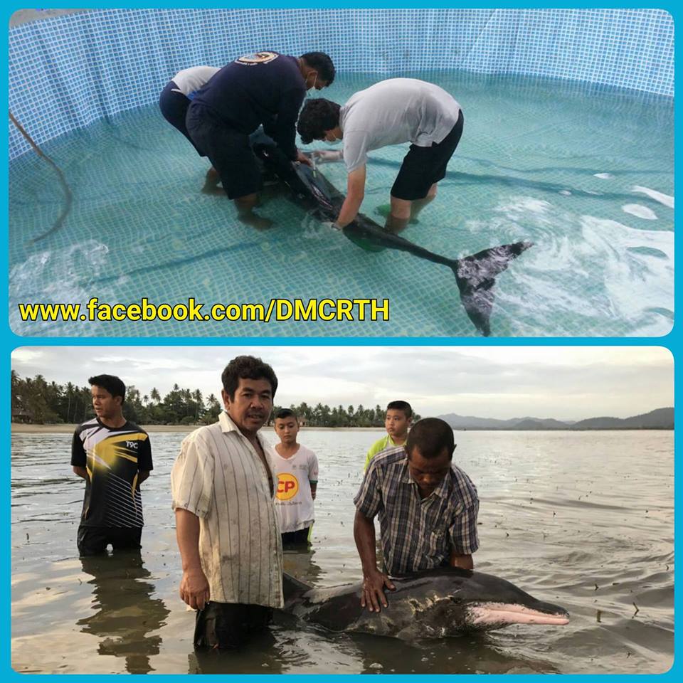 สุดยื้อชีวิตโลมาฟันห่าง หลังทีมแพทย์ดูแลใกล้ชิดข้ามวัน