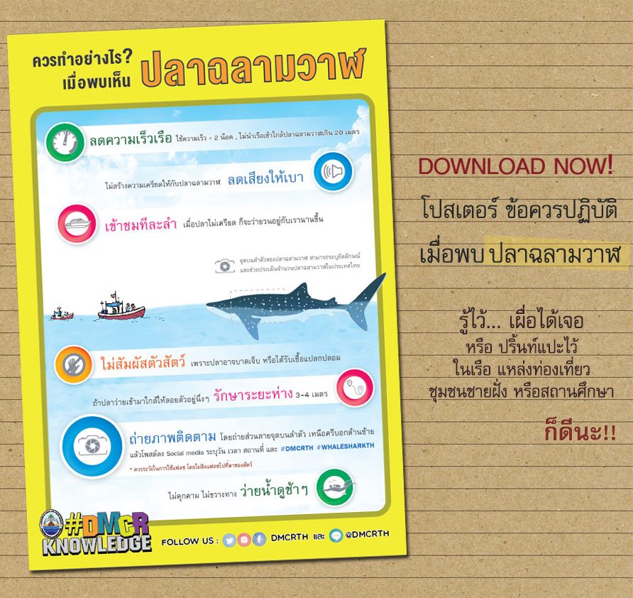 อยากให้รู้ไว้... ถ้าโชคดีเจอฉลามวาฬ จะได้มีทักษะ