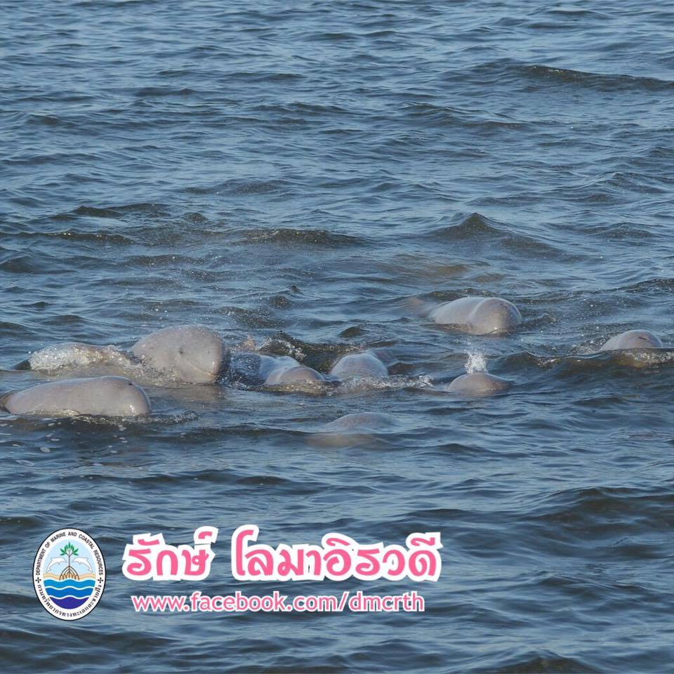 สวัสดี พี่น้องเครือข่ายรักษ์ทะเลไทย