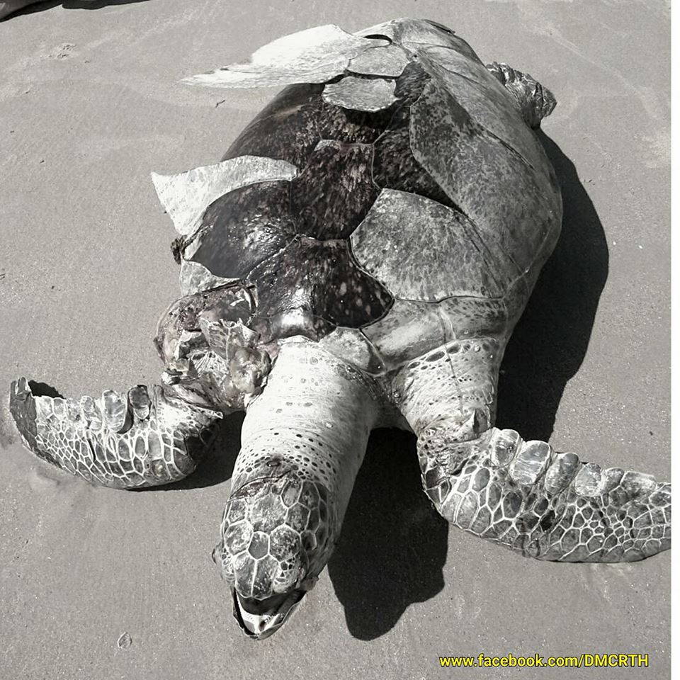 พบซากเต่าตนุ เกยหาดระยอง