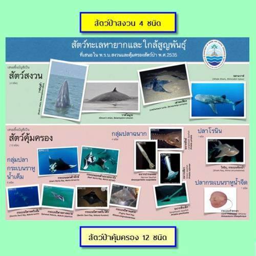 ใกล้วันที่ทะเลไทย จะมีสัตว์สงวนและคุ้มครองเพิ่มแล้ว