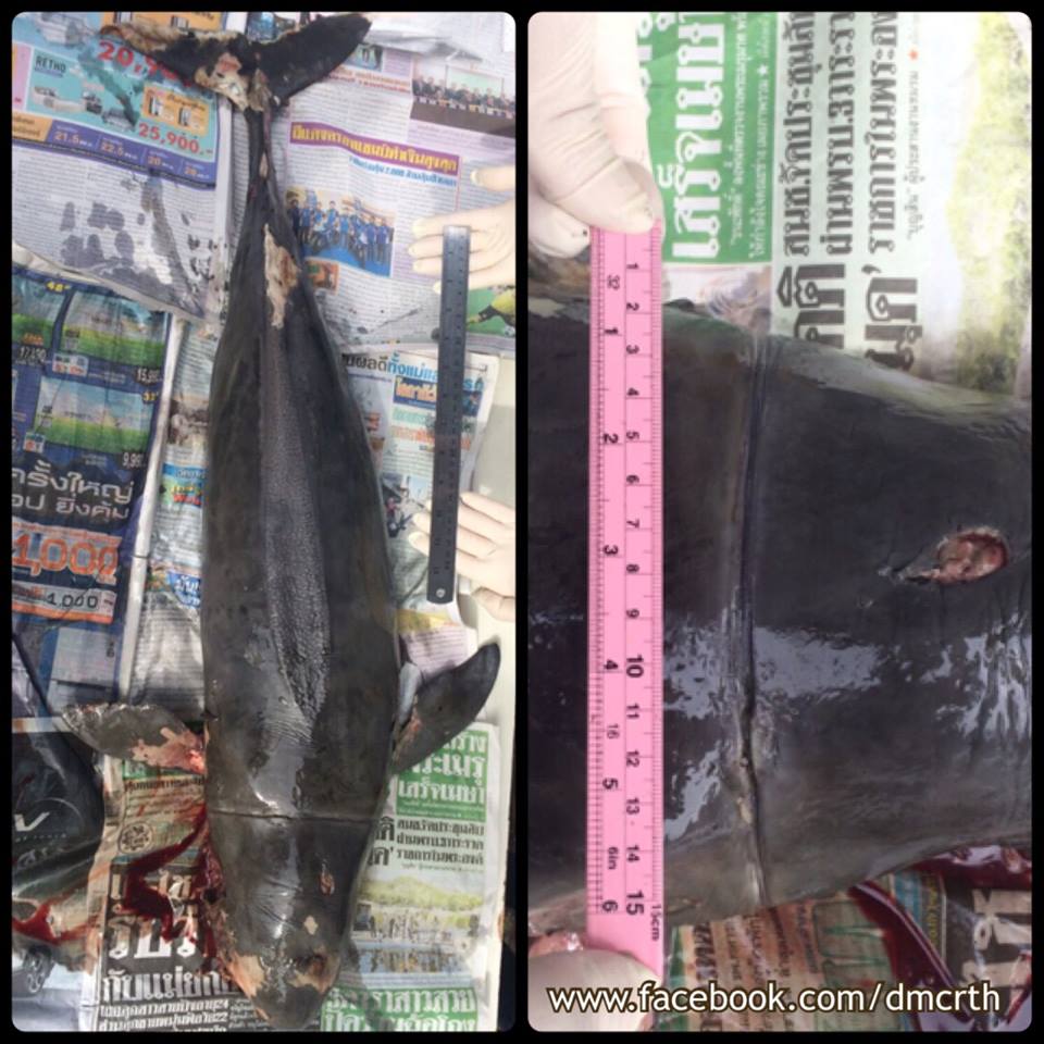 ผลชันสูตรโลมา เกยหาดที่บางแสน