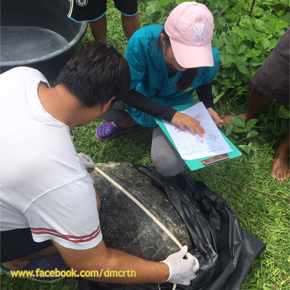 พบซากเต่าทะเล หาดสุรินทร์