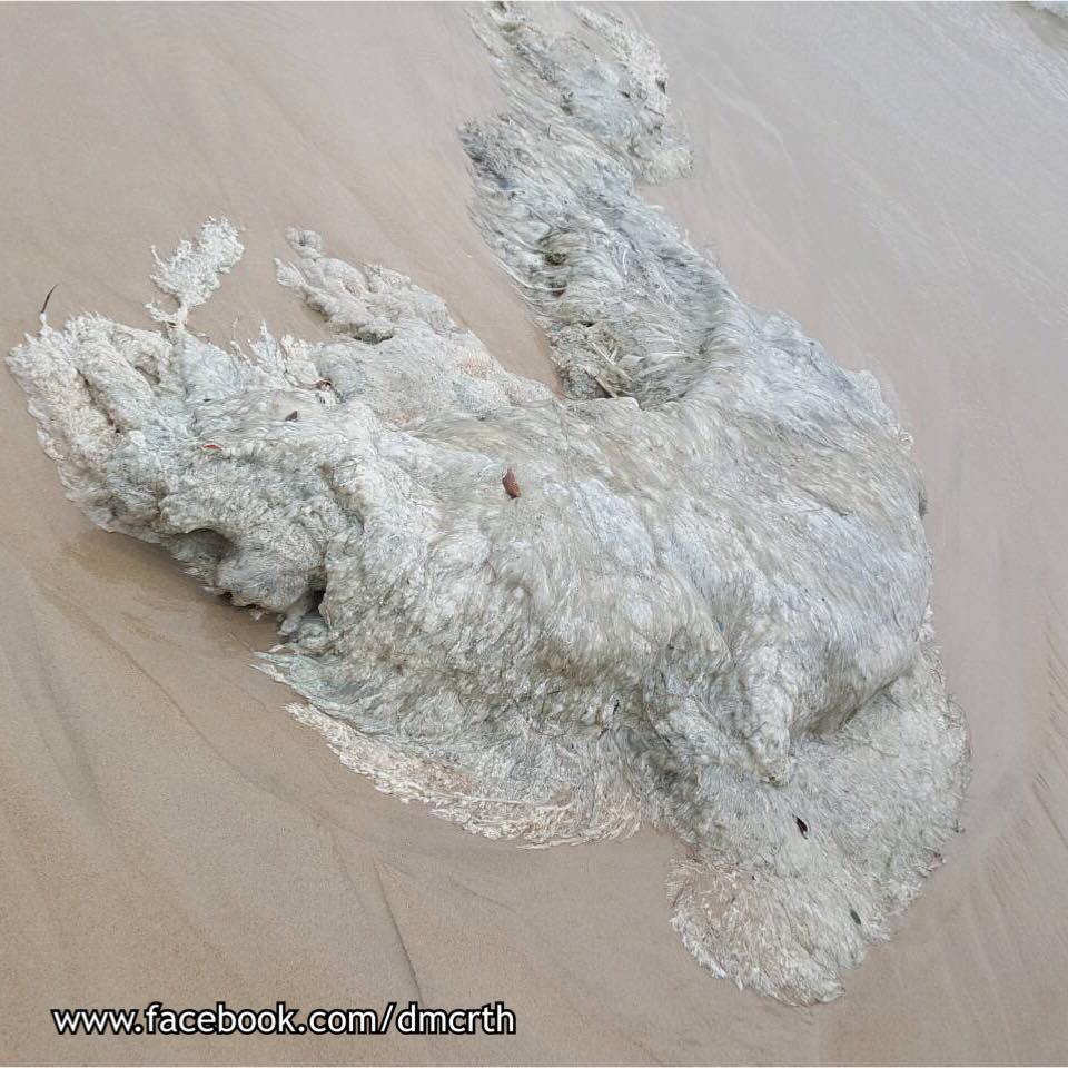 พบซากโลมาไม่ทราบชนิด หาดป่าตอง