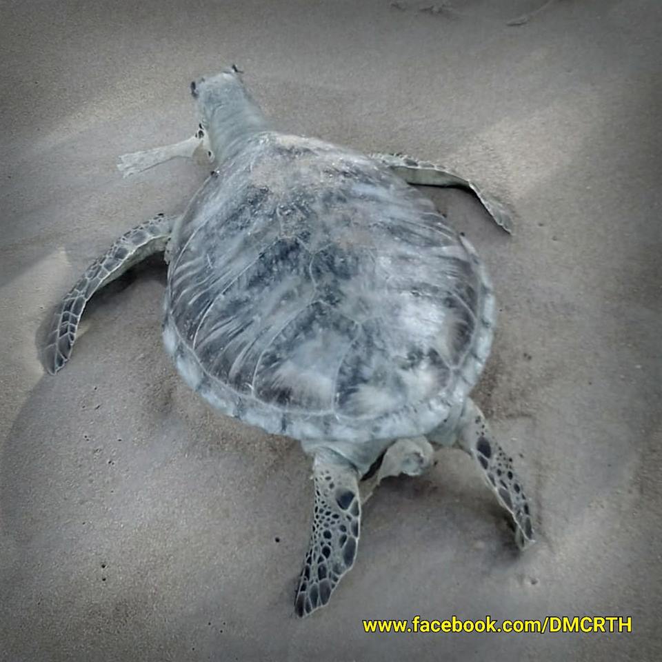 พบซากเต่าตนุ หาดไม้ขาว ภูเก็ต