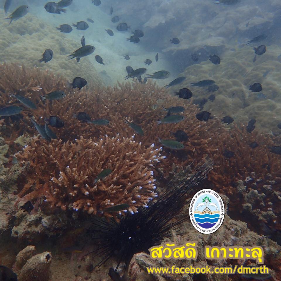 สวัสดี พี่น้องเครือข่ายรักษ์ทะเลไทย