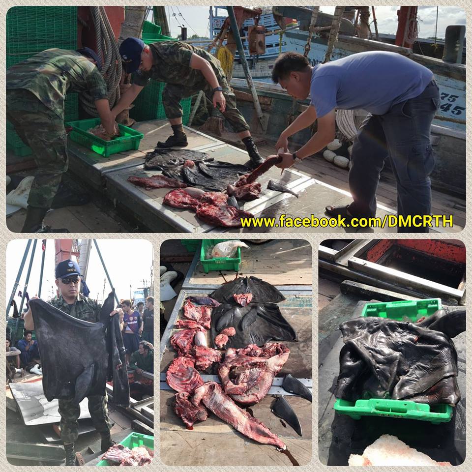 จับกุมเรือประมงประจวบ พบมีการชำแหละซากโลมา