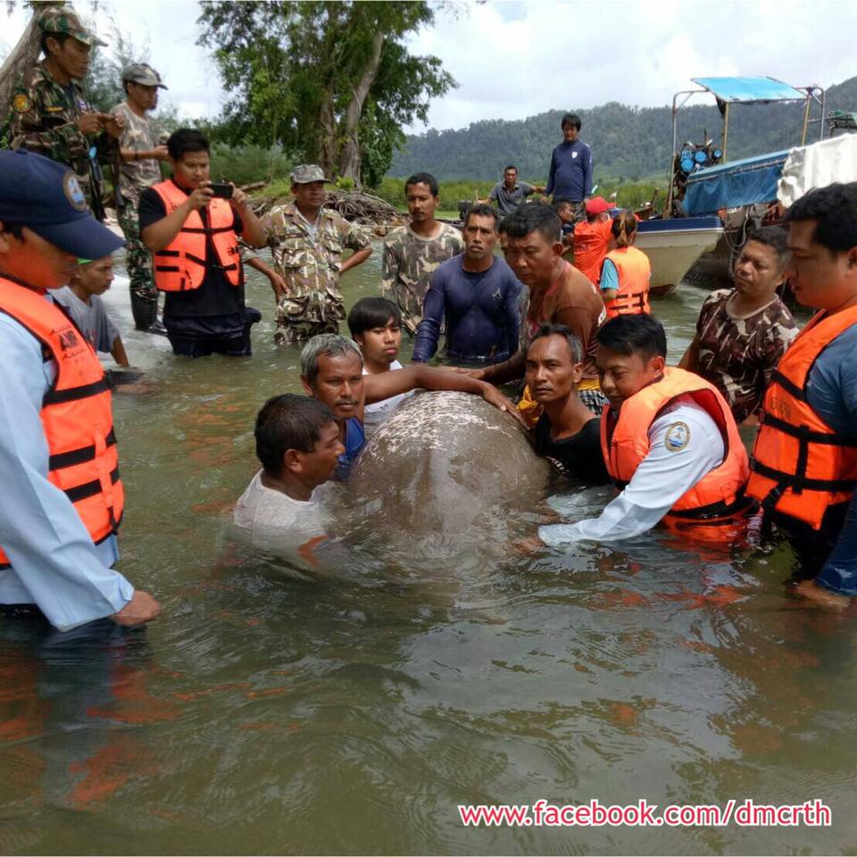 สุดยื้อชีวิต สูญเสียอีกพะยูนตรัง