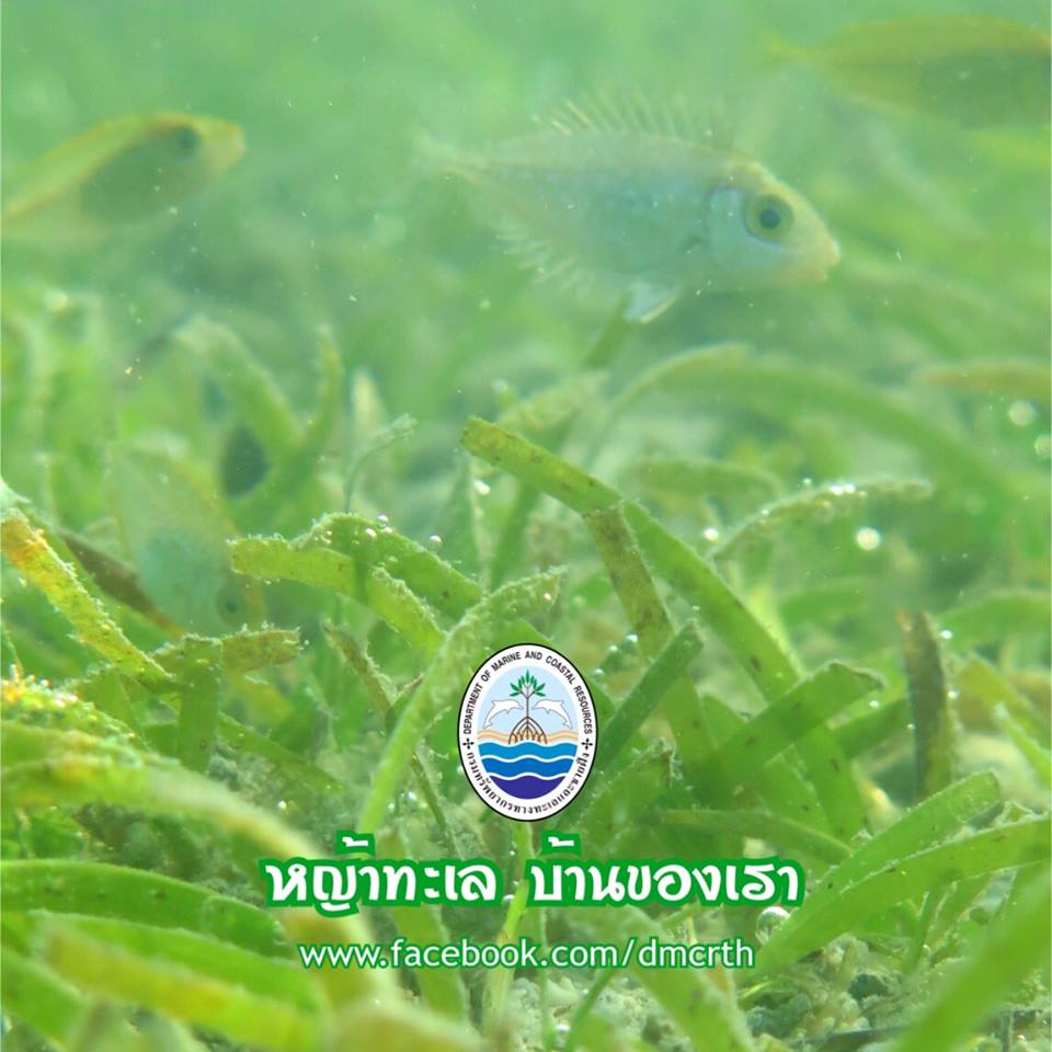สวัสดี พี่น้องเครือข่ายรักษ์ทะเลไทย
