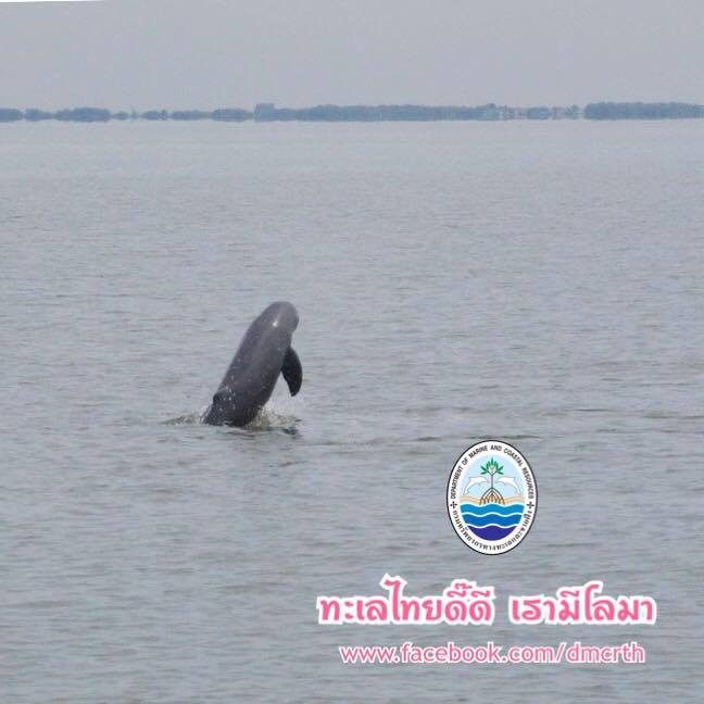 สวัสดี พี่น้องเครือข่ายรักษ์ทะเลไทย