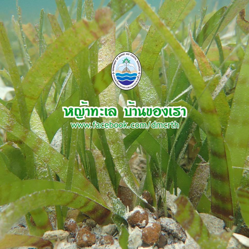 สวัสดี พี่น้องเครือข่ายรักษ์ทะเลไทย
