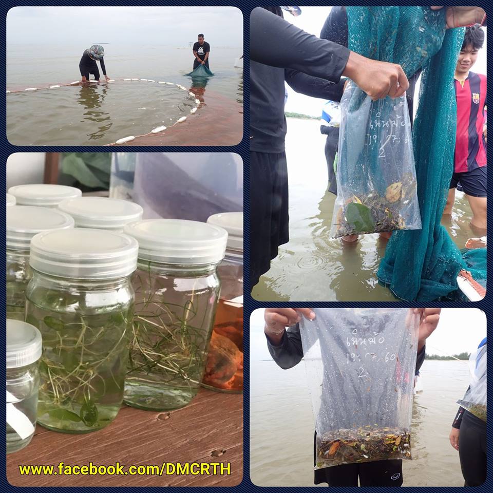 สำรวจสัตว์น้ำทะเลระยอง นำไปจัดแสดงศูนย์เรียนรู้