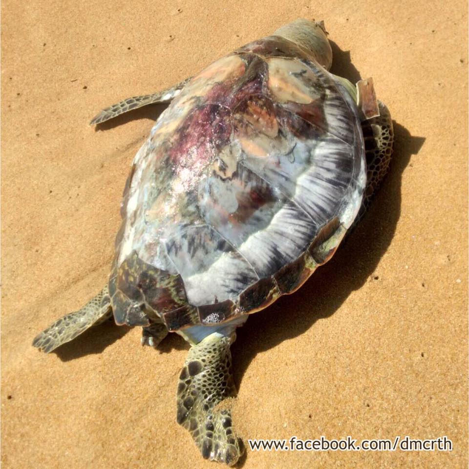 สลดใจ พบซากเต่าตนุหาดไม้ขาว ภูเก็ต