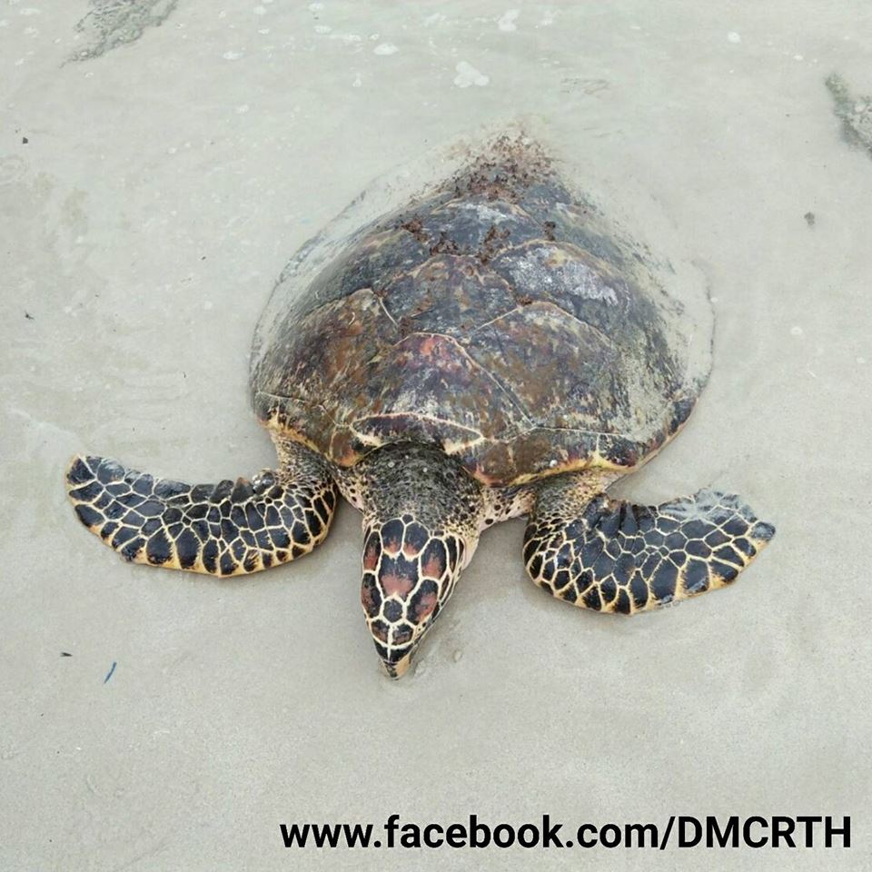 ขอบคุณหัวหน้าอุทยานฯ นำส่งเต่าป่วยจากเสม็ด