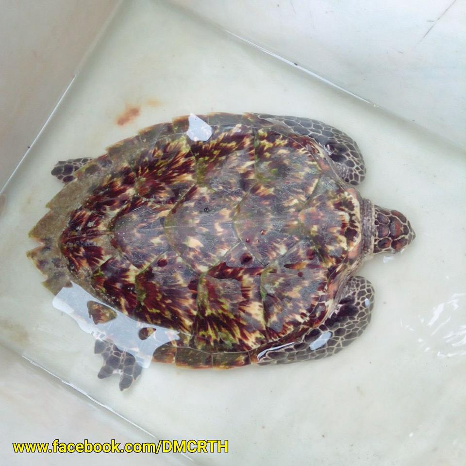 เต่ากระติดอวนลอยที่บางปูใหม่ ยังว่ายน้ำได้ดี