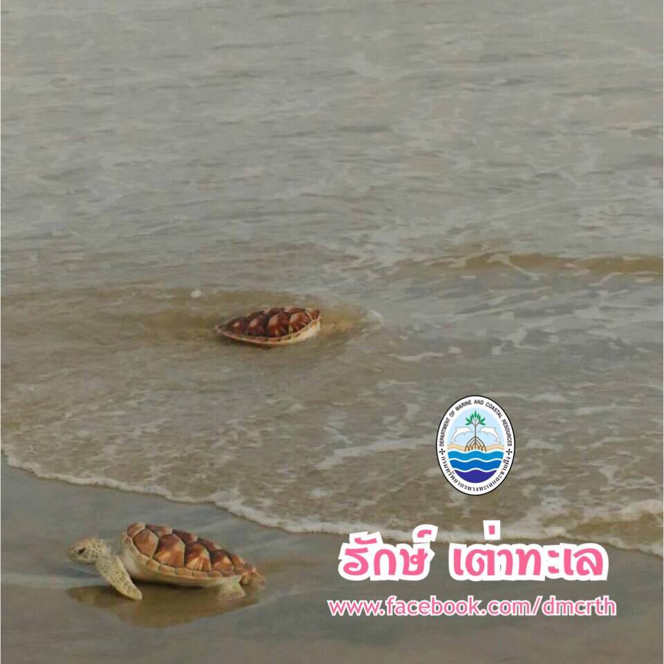สวัสดี พี่น้องเครือข่ายรักษ์ทะเลไทย