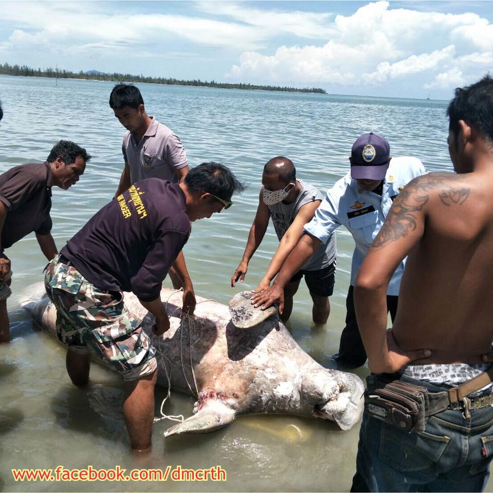 เสียดาย วันนี้สูญเสียพะยูนตรังอีก