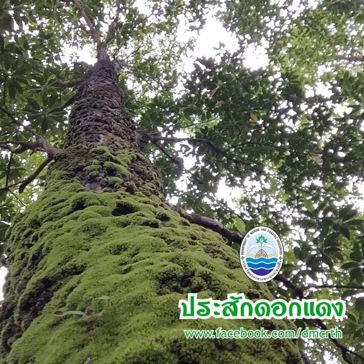 สวัสดี พี่น้องเครือข่ายรักษ์ทะเลไทย