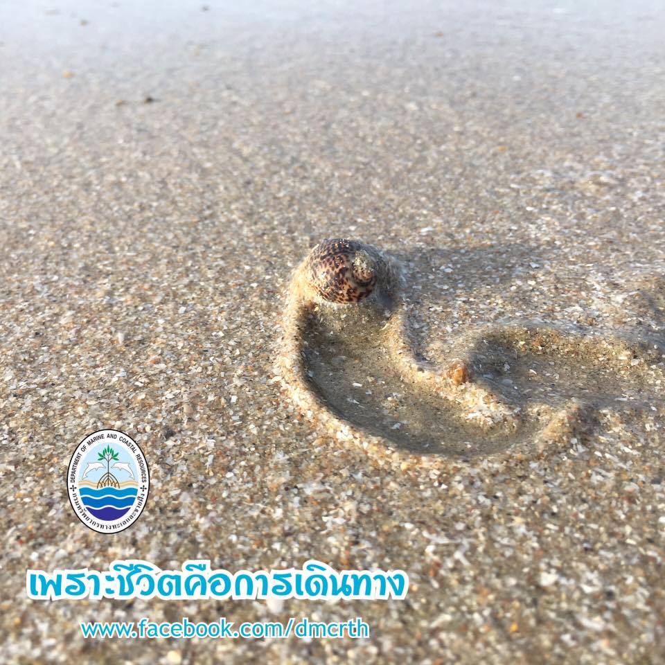สวัสดี พี่น้องเครือข่ายรักษ์ทะเลไทย