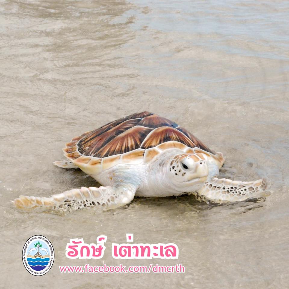 สวัสดี พี่น้องเครือข่ายรักษ์ทะเลไทย