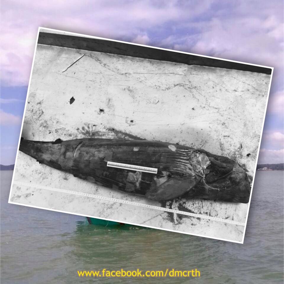 ผลการชันสูตรซากโลมาหัวบาตร หาดบางแสน