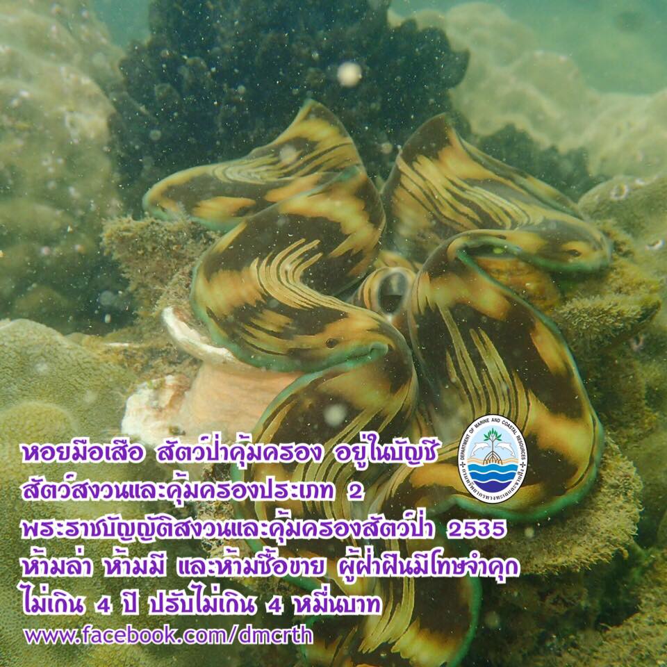 สวัสดี พี่น้องเครือข่ายรักษ์ทะเลไทย