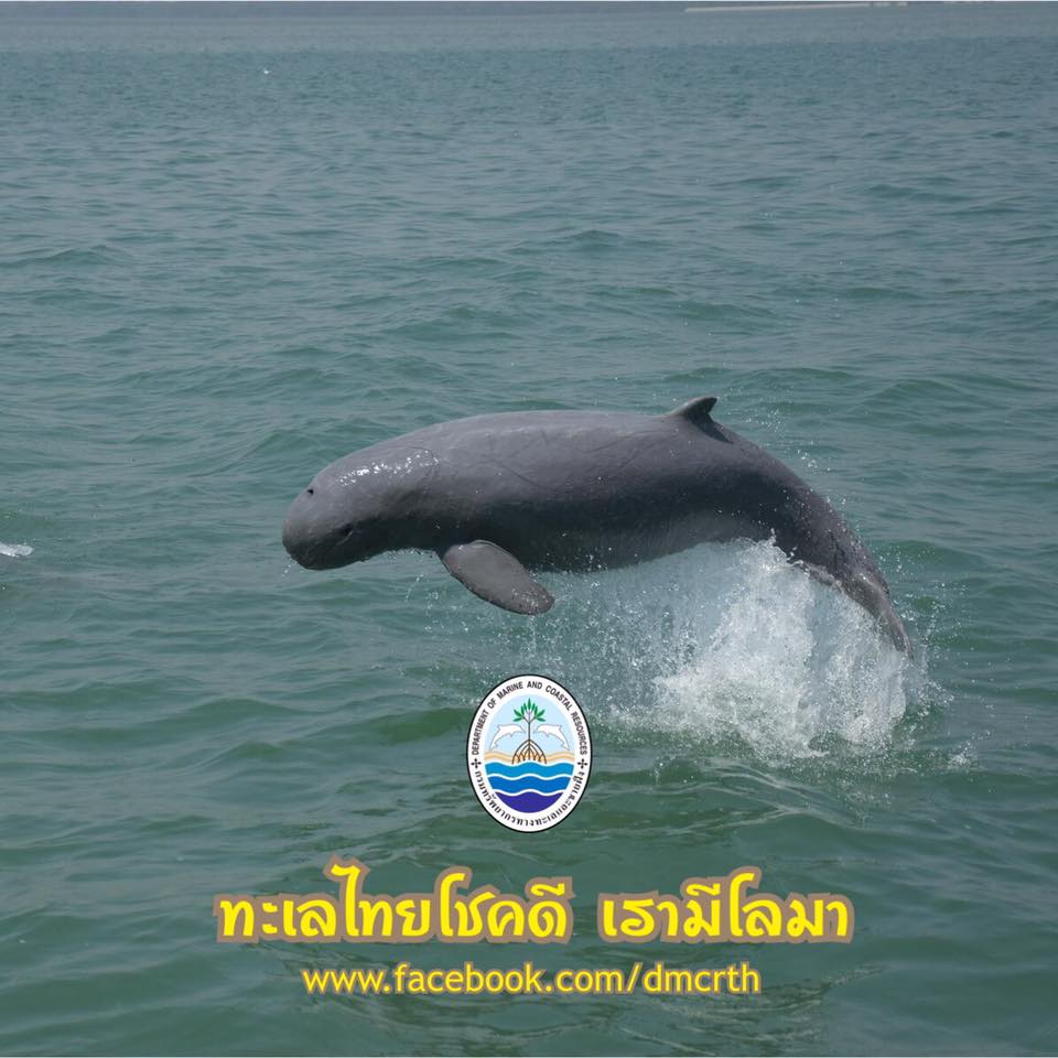 สวัสดี พี่น้องเครือข่ายรักษ์ทะเลไทย