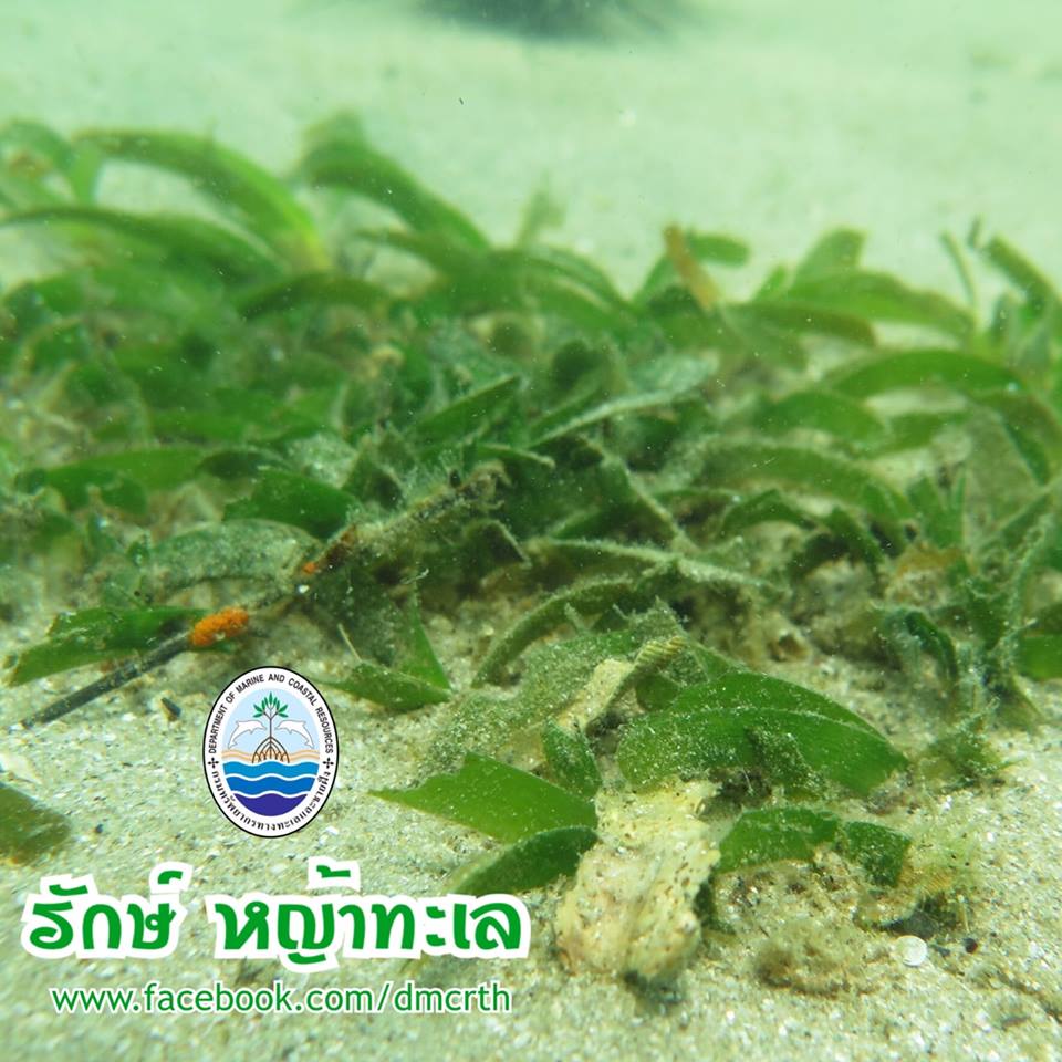 สวัสดี พี่น้องเครือข่ายรักษ์ทะเลไทย