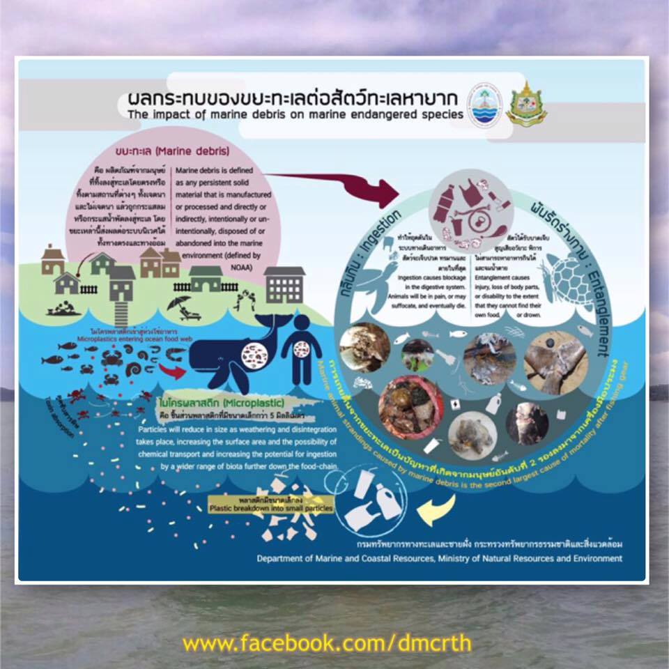 ผลกระทบของขยะทะเลต่อสัตว์ทะเลหายาก