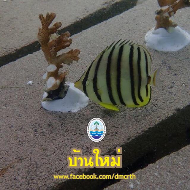 สวัสดี พี่น้องเครือข่ายรักษ์ทะเลไทย