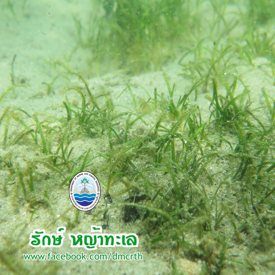 สวัสดี พี่น้องเครือข่ายรักษ์ทะเลไทย