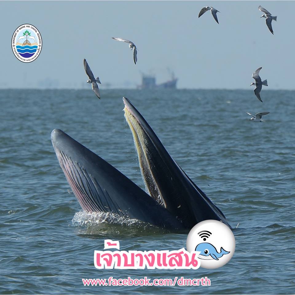 สวัสดี พี่น้องเครือข่ายรักษ์ทะเลไทย