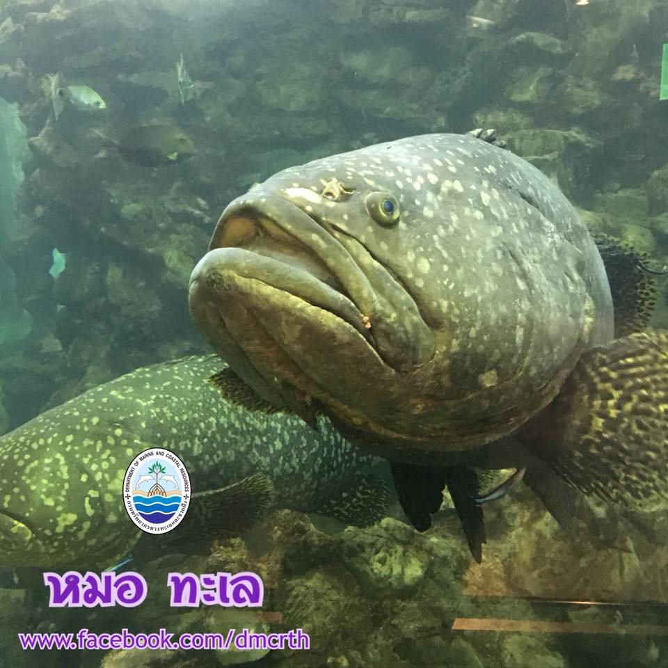 สวัสดี พี่น้องเครือข่ายรักษ์ทะเลไทย