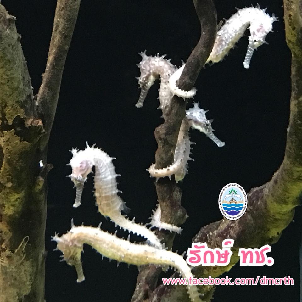 สวัสดี พี่น้องเครือข่ายรักษ์ทะเลไทย