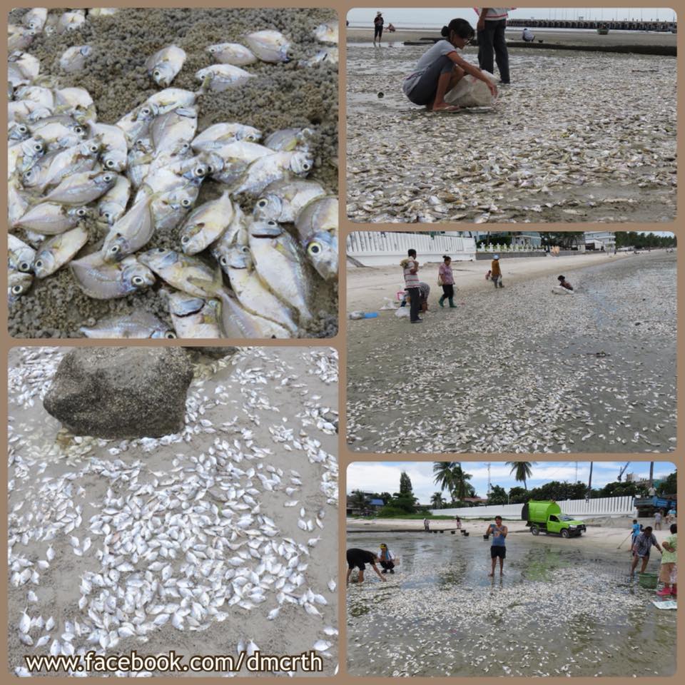 เกิดน้ำเบียดน้ำกันชายหาดหัวหิน ปลาทะเลหลายตันน็อคน้ำ