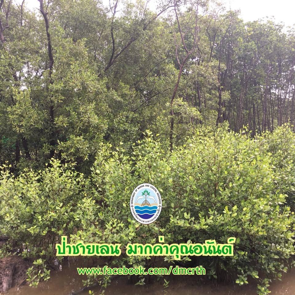 สวัสดี พี่น้องเครือข่ายรักษ์ทะเลไทย