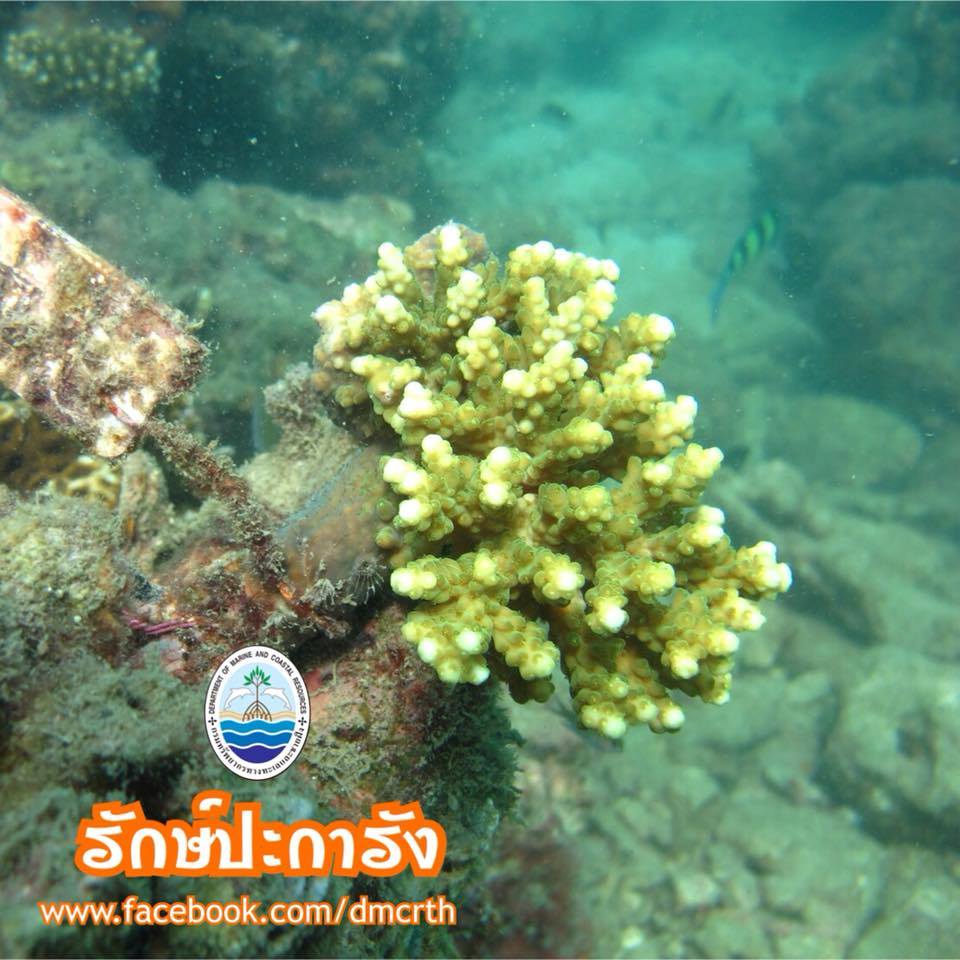 สวัสดี พี่น้องเครือข่ายรักษ์ทะเลไทย