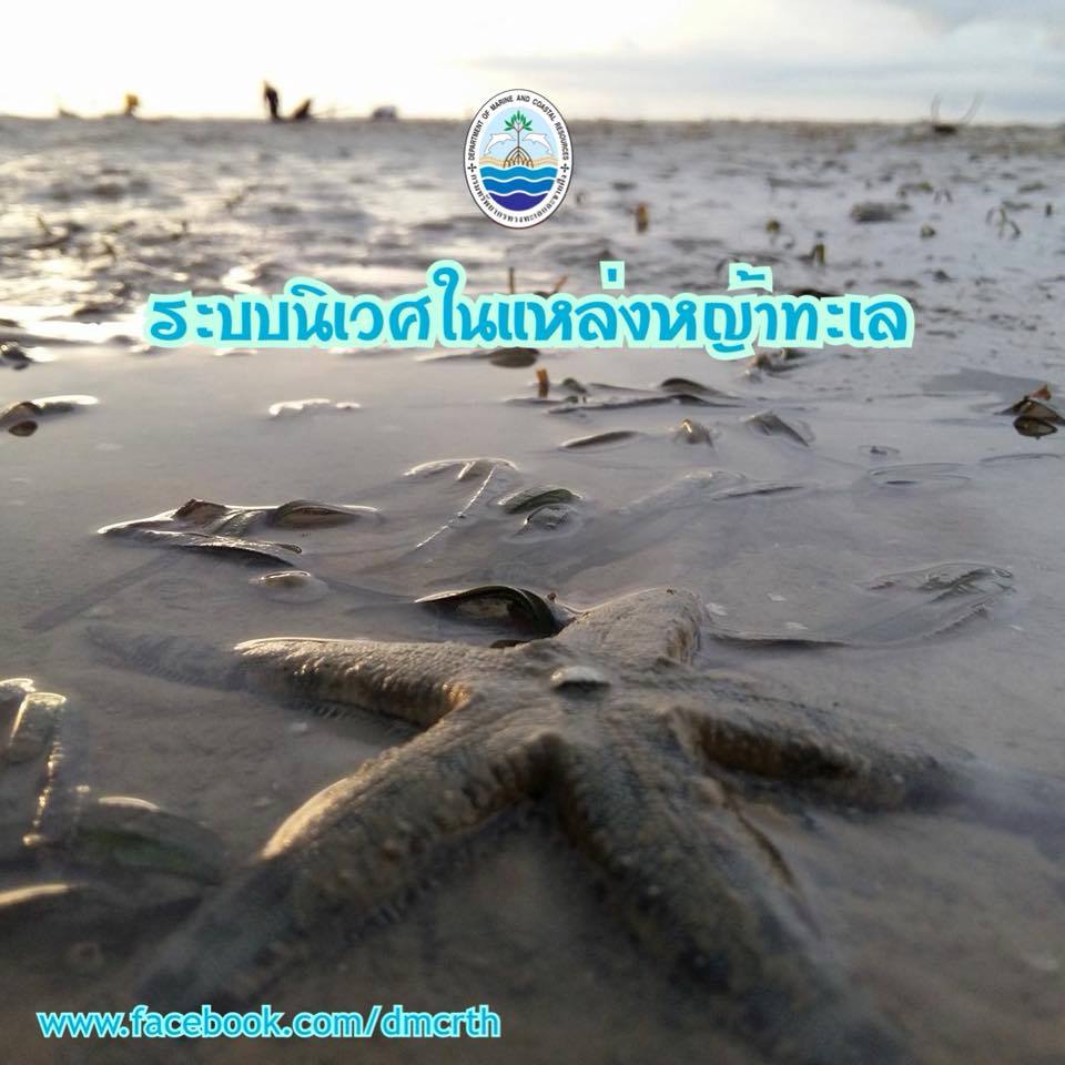 สวัสดี พี่น้องเครือข่ายรักษ์ทะเลไทย